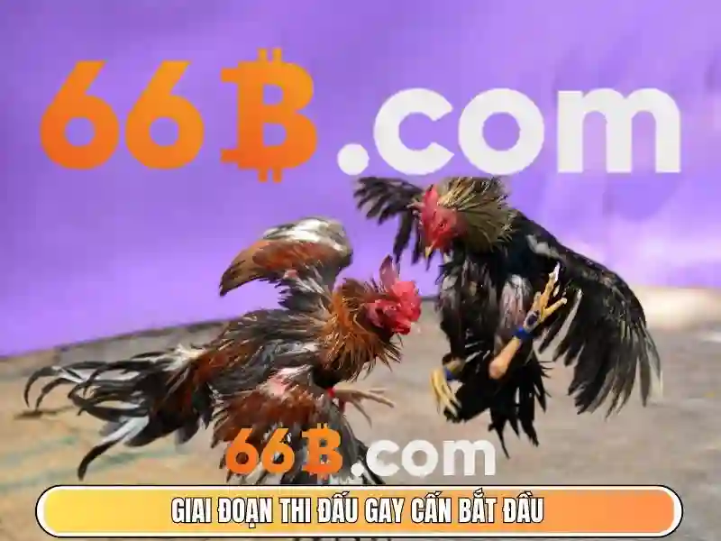 game bài 66b - 66B