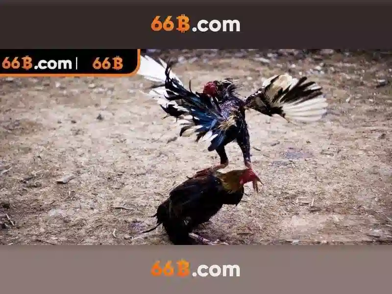  66B chính thức - 66B