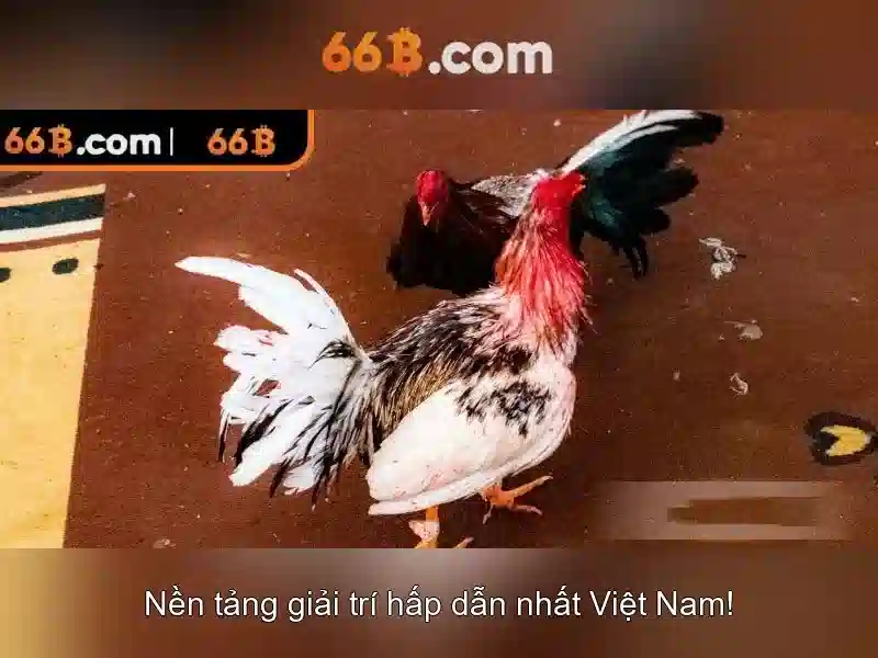  66B chính thức - 66B